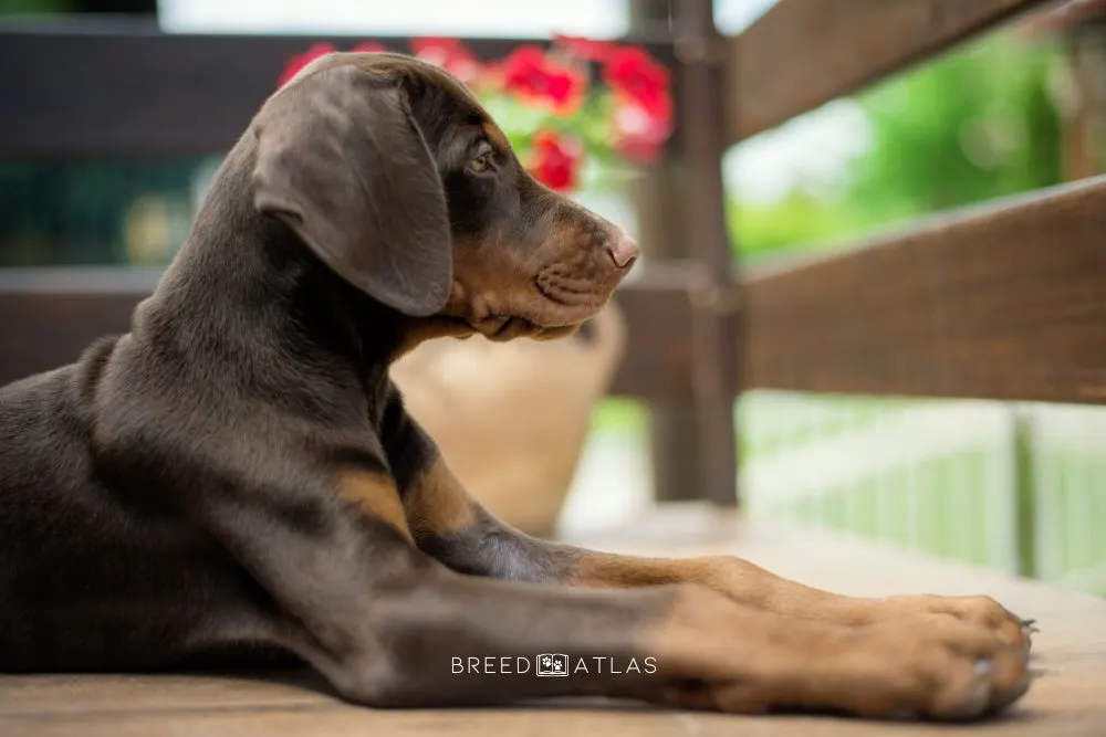 doberman pinscher puppy