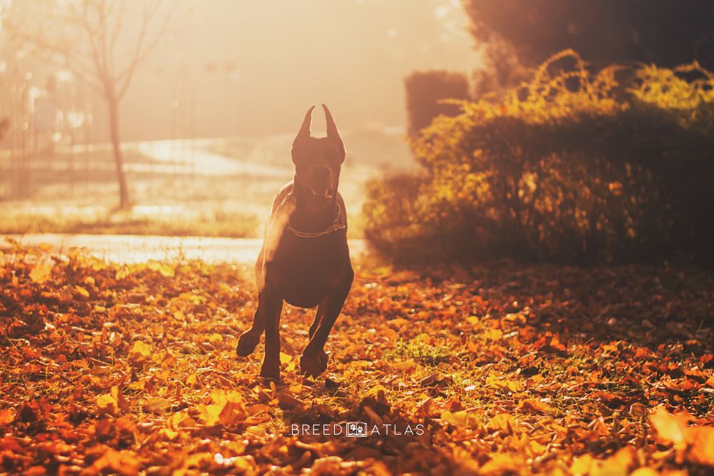 doberman pinscher running in nature at sunset