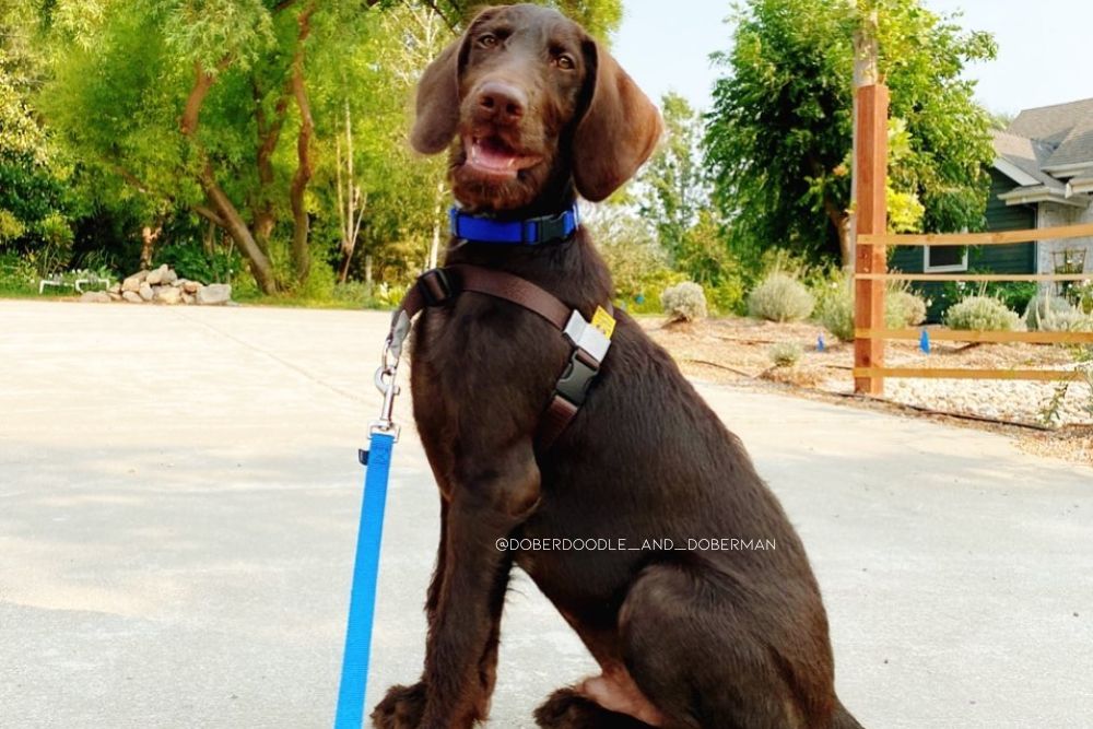 doberman poodle mix