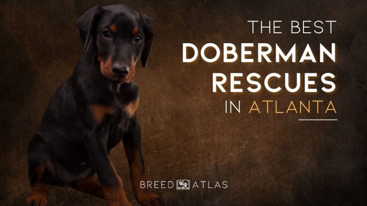 The Best Doberman Rescues In Atlanta