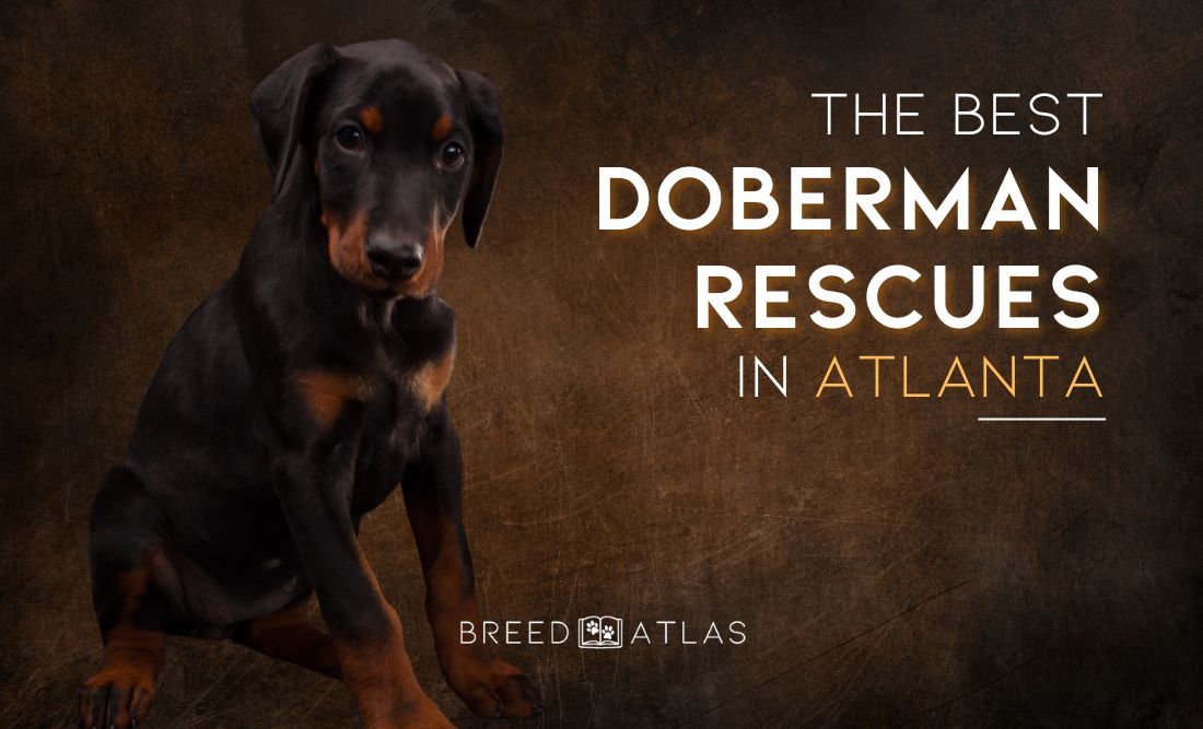 doberman rescues atlanta