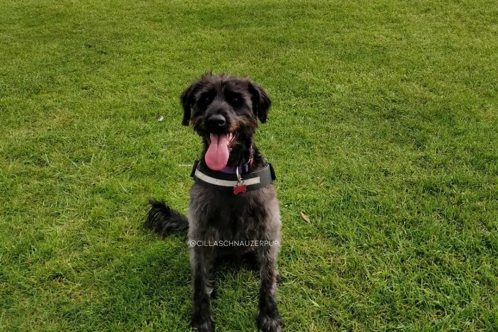 doberman schnauzer mix