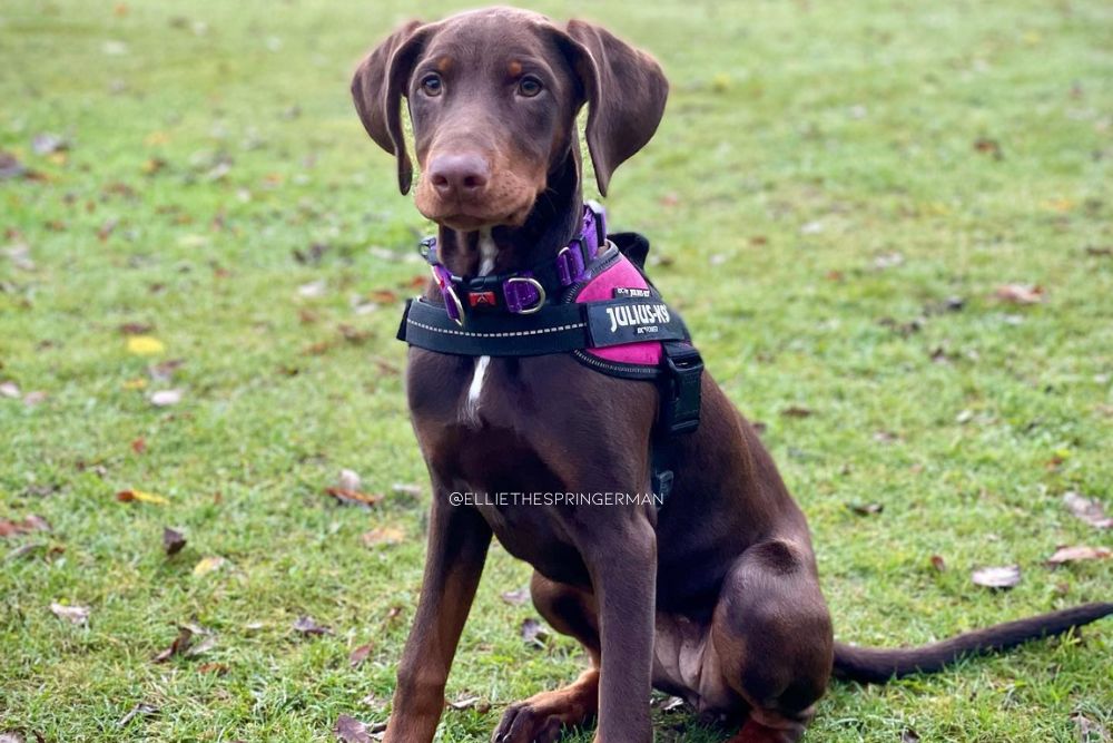 doberman springer spaniel mix