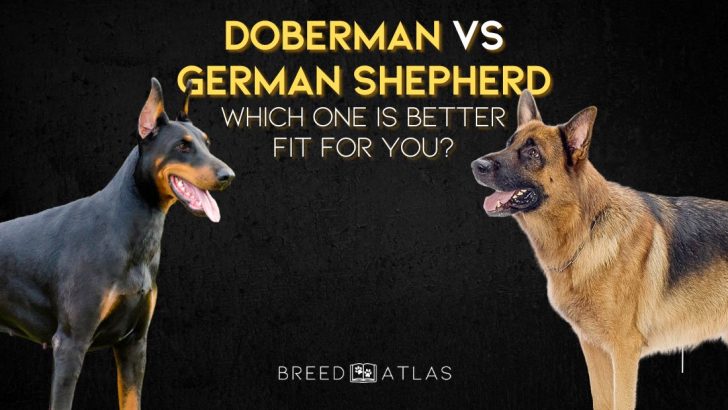 Doberman vs German Shepherd: Which One Is A Better Fit For You?