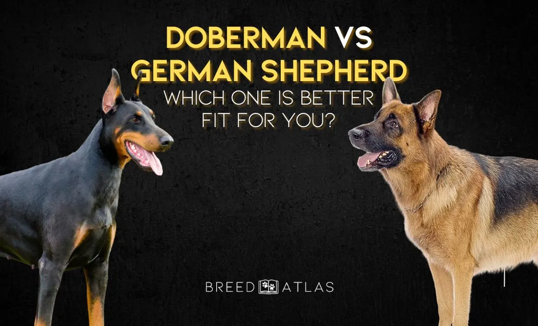 doberman vs german shepherd