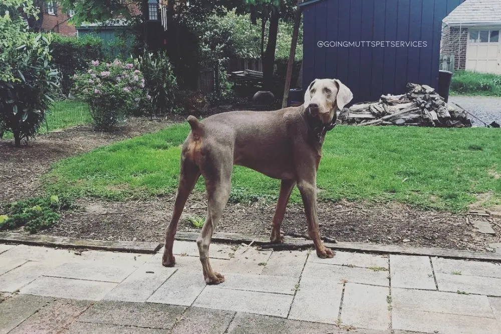 doberman weimaraner mix