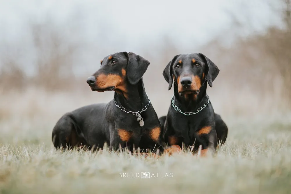 dobermans in nature