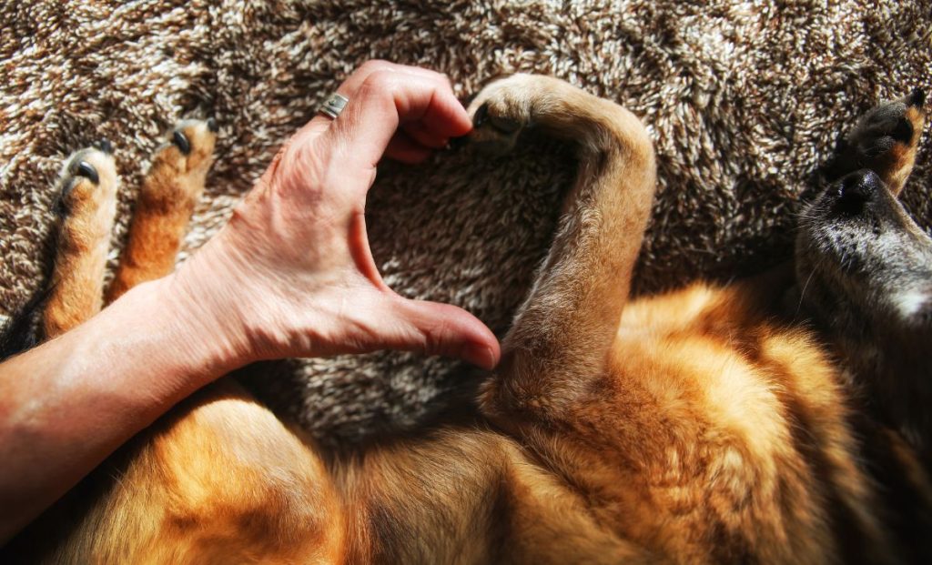 dog and his owner make shape of heart with hand and paw