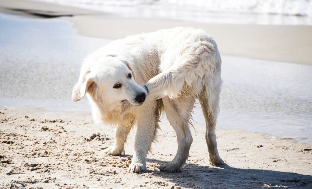 dog biting his tail