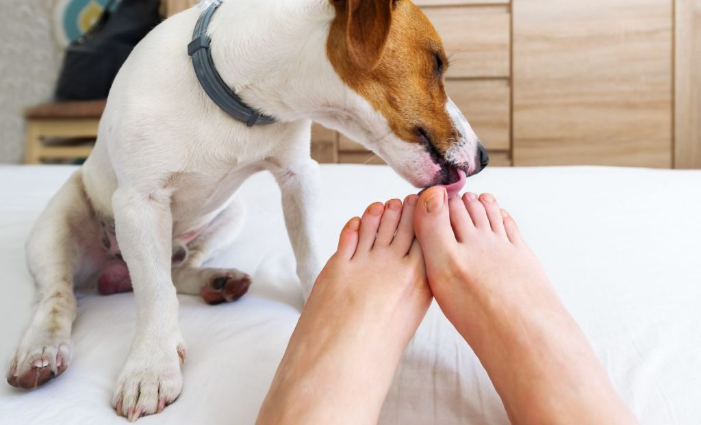 dog licking feet