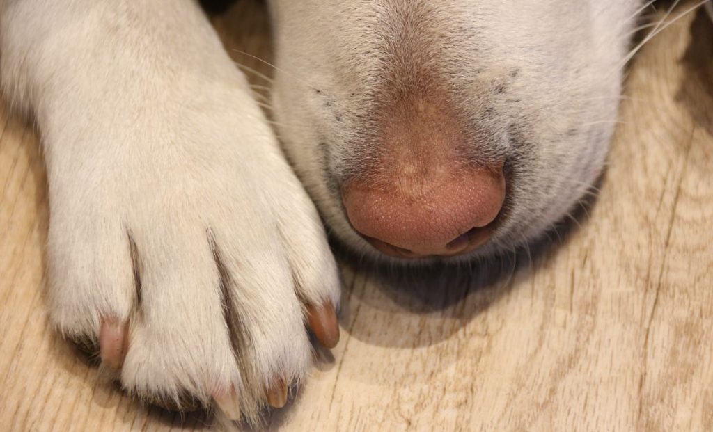 dog paw