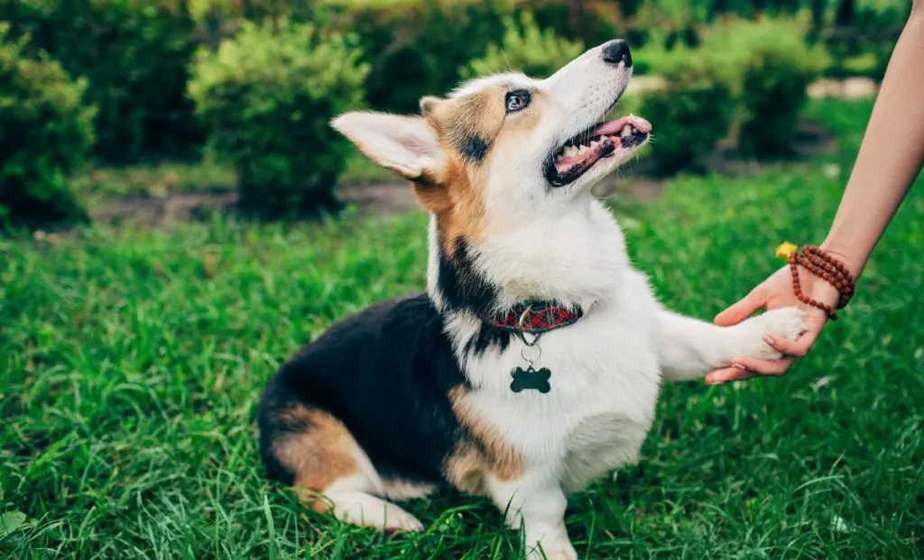 dog puts paw on his owner 