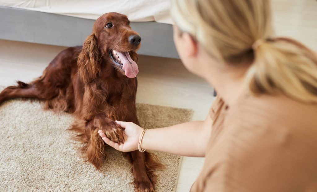 dog puts paw on his owner's hand