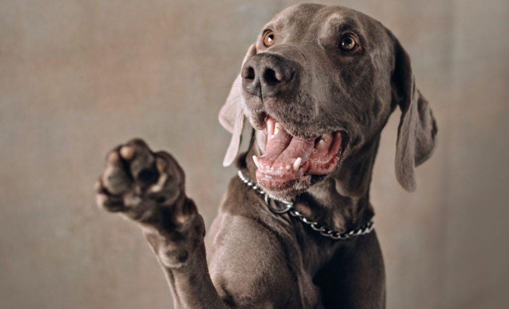 portrait of a dog raising his paw