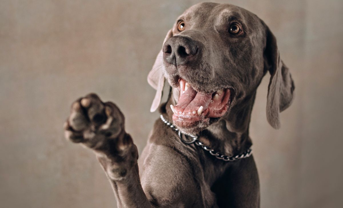 Why Do Dogs Put Their Paw On You 7 Surprising Reasons