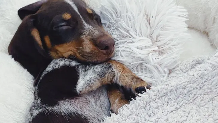 Do Dogs Dream When They Sleep, And What About?