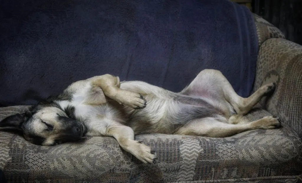 dog sleeping funny position