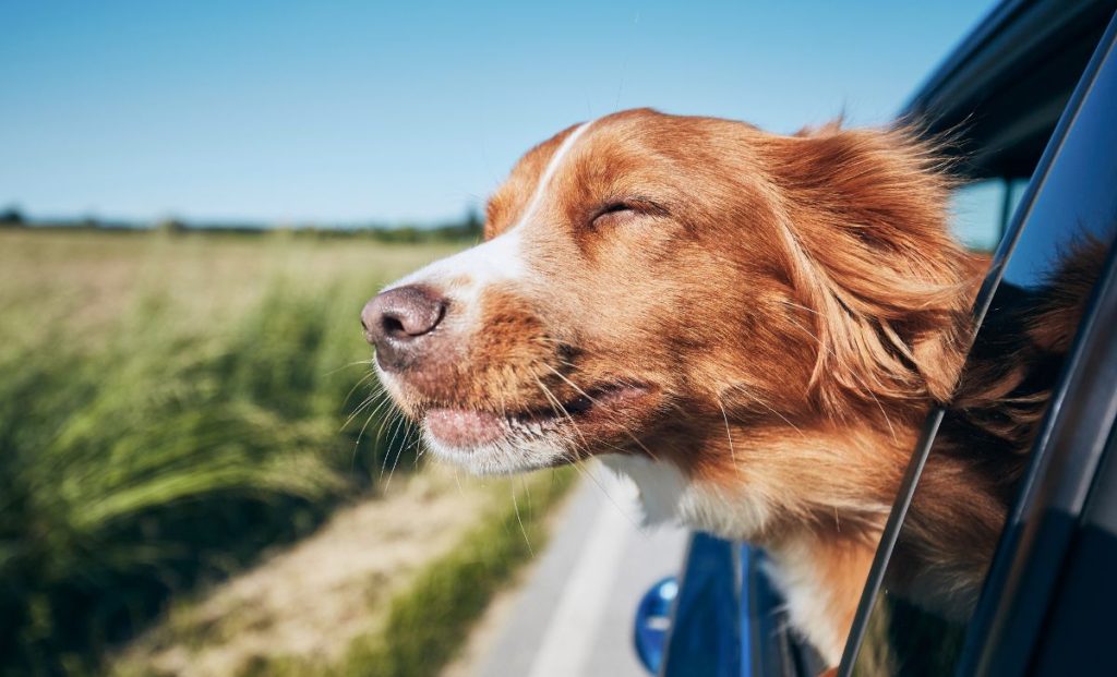 dog sticking head out the window