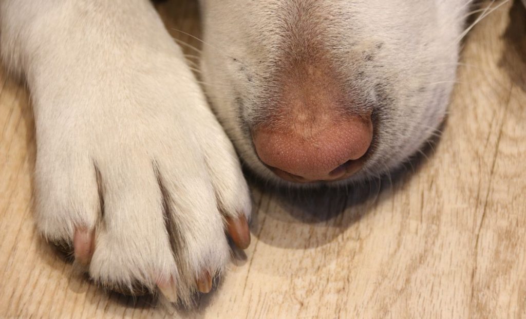 dog's nose and paw