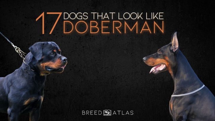 17 Dogs That Look Like Doberman And How To Tell Them Apart