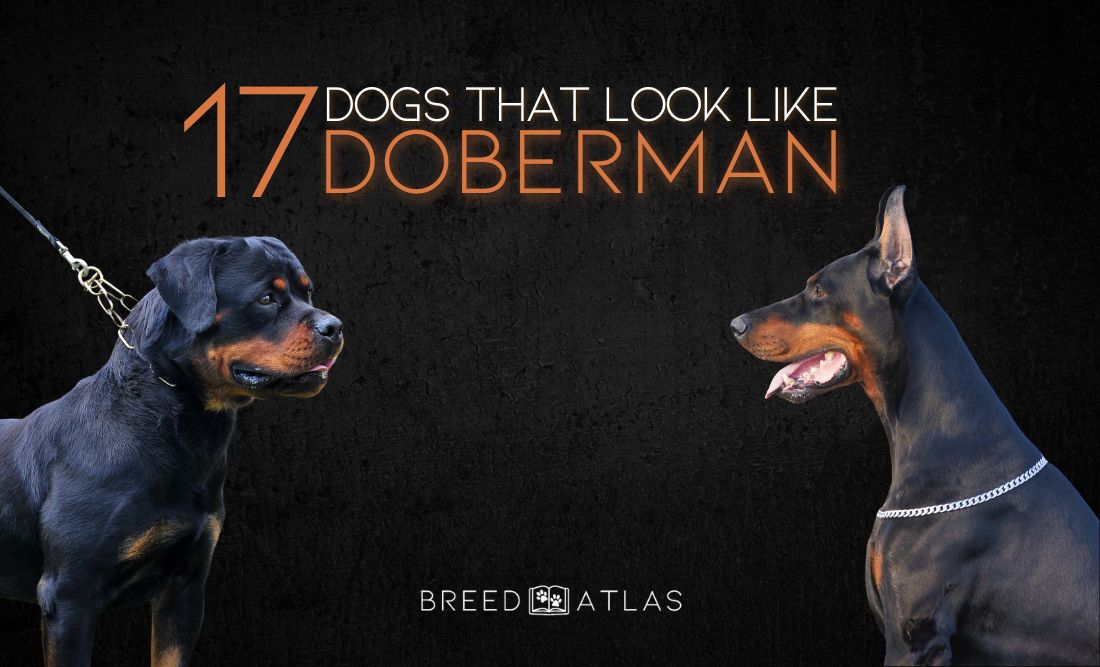 dogs that look like doberman