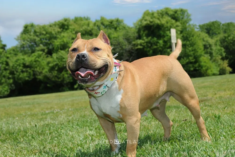 fawn american bully dog