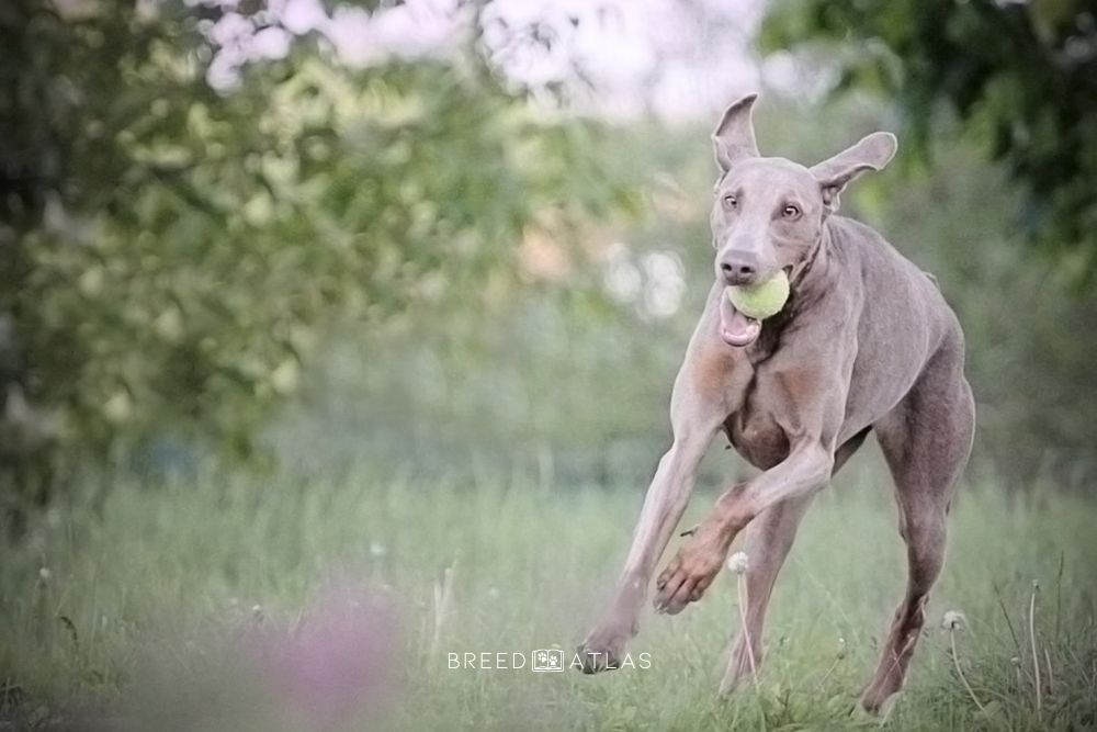 fawn and rust doberman