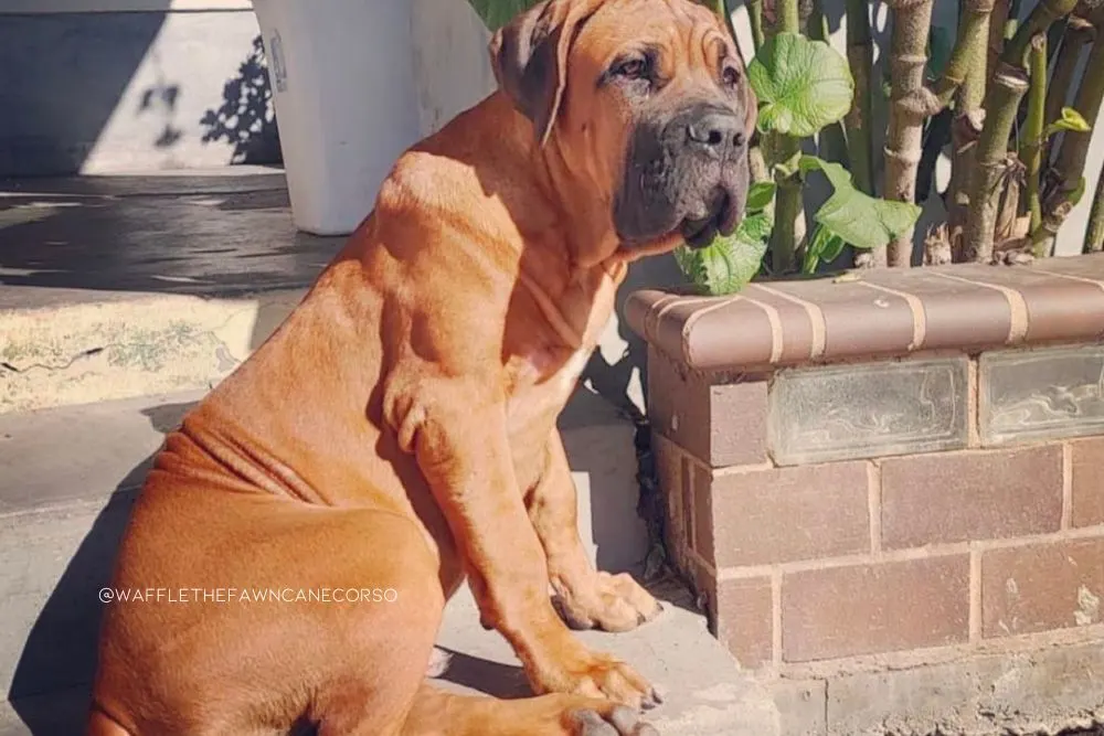 fawn cane corso