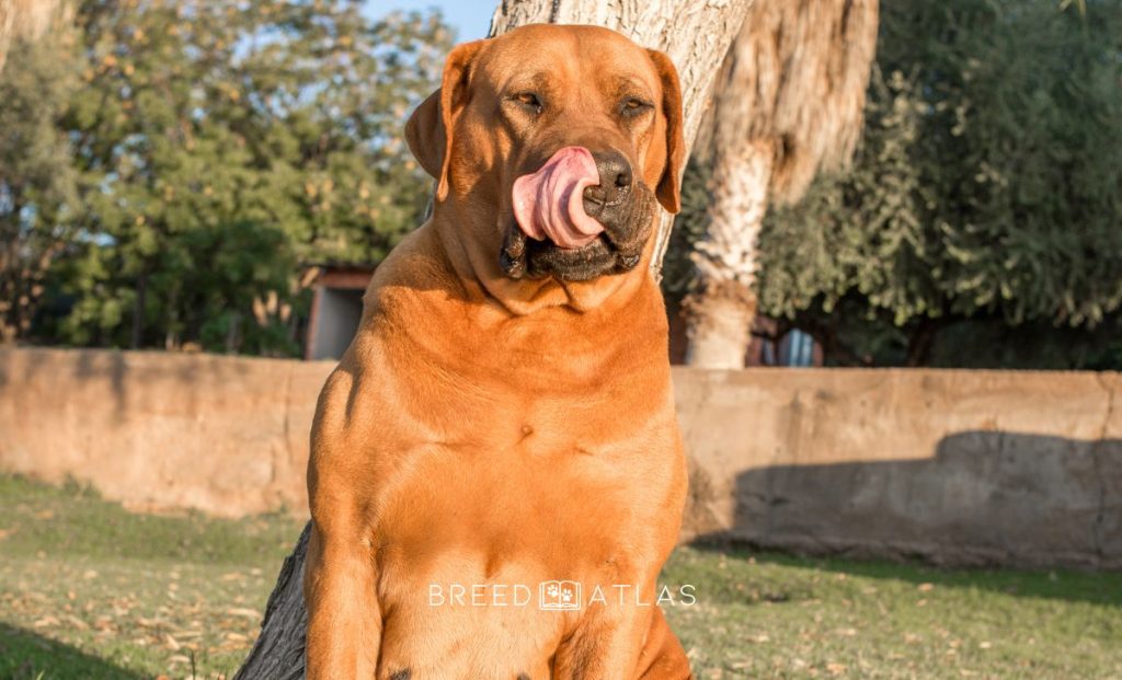 female boerboel dog licking lips