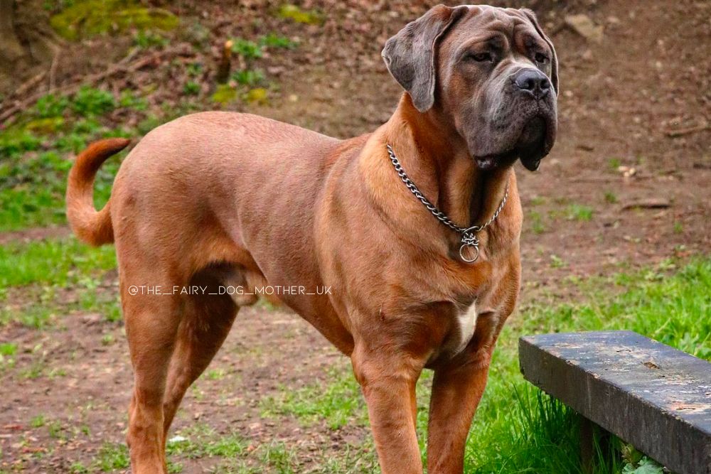 formentino cane corso