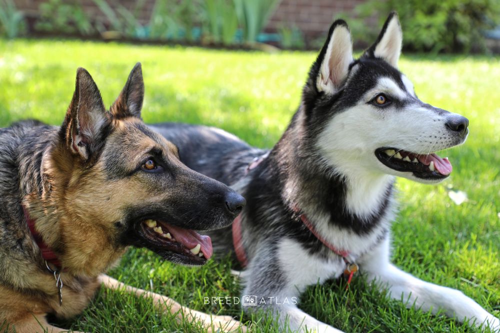 german shepherd and siberian husky