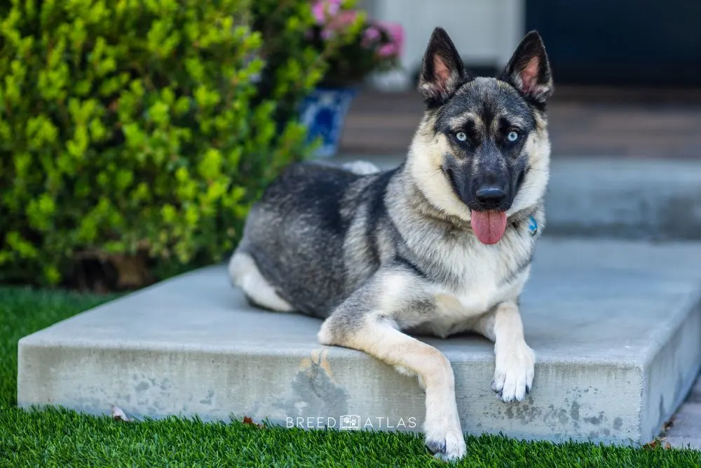 german shepherd husky mixed breed