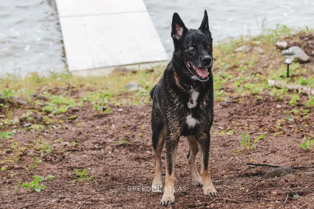 german shepherd husky mix dog breed