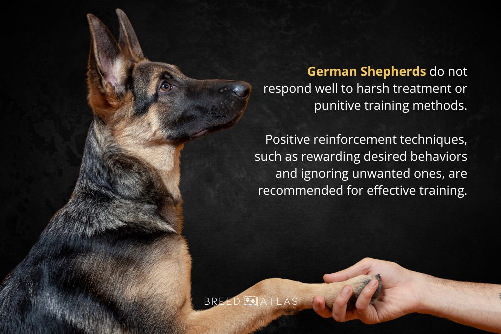 german shepherd training needs