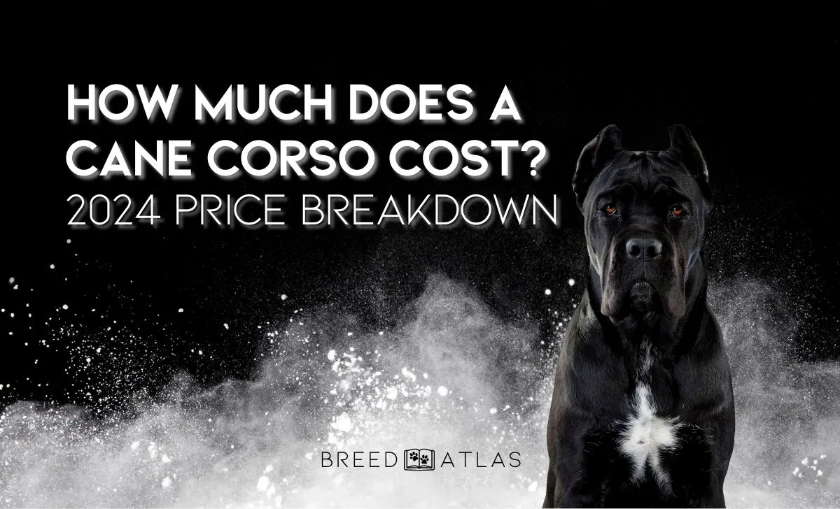 how much does a cane corso cost