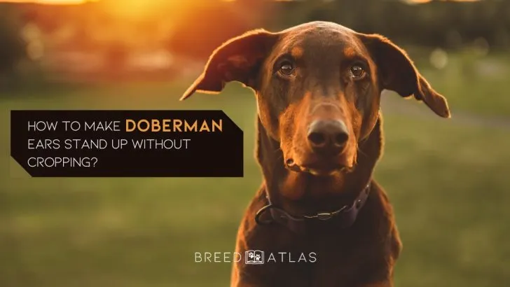 How To Make Doberman Ears Stand Up Without Cropping?