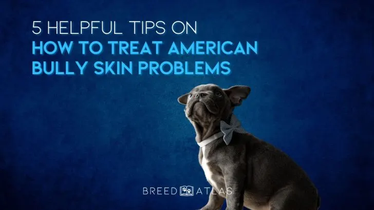 American bully allergies hotsell