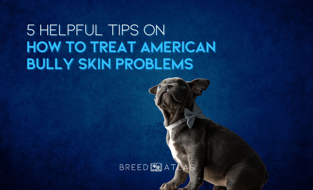 how to treat american bully skin problems