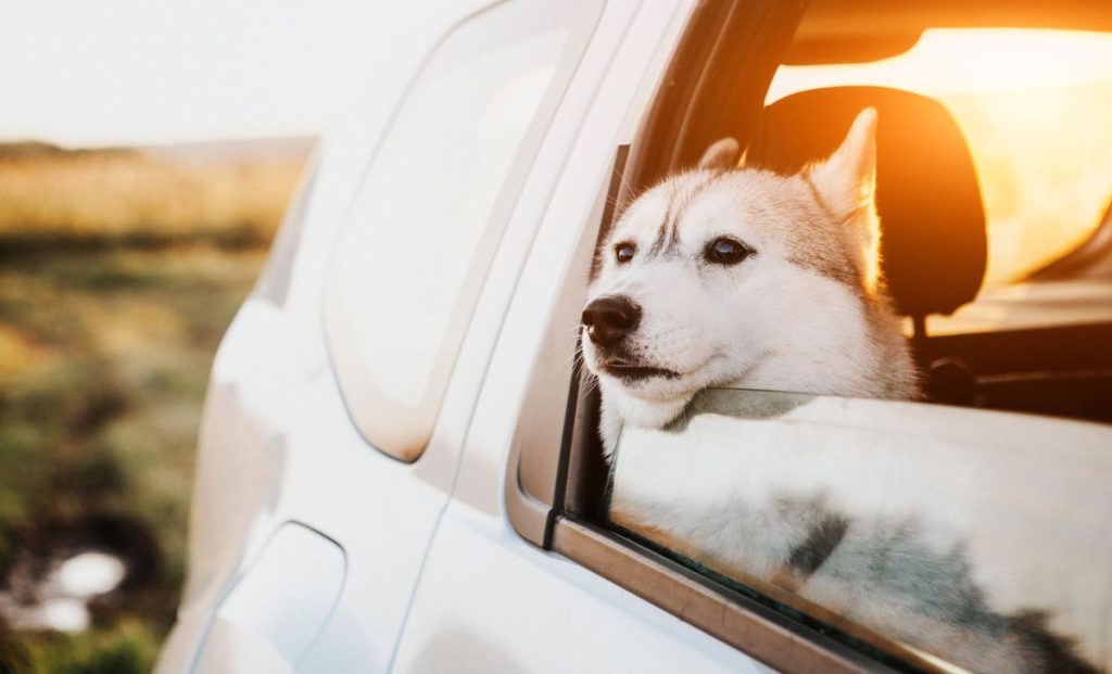 husky sticking head out the window