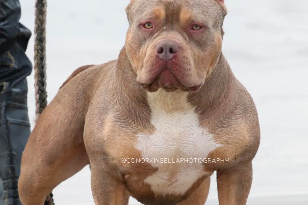 irish american bully dog