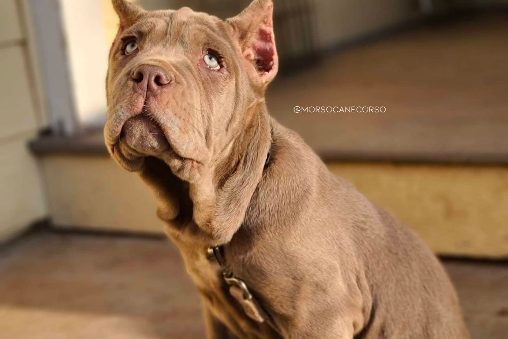 isabella cane corso