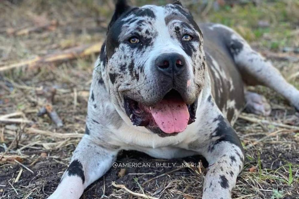 merle american bully dog