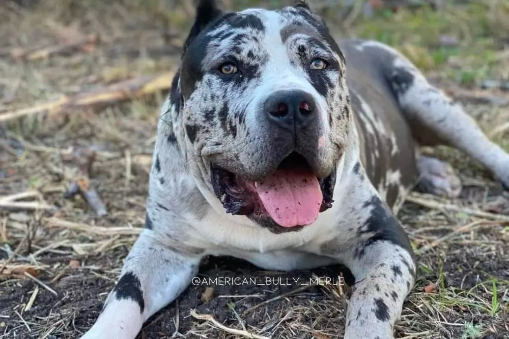 merle american bully dog