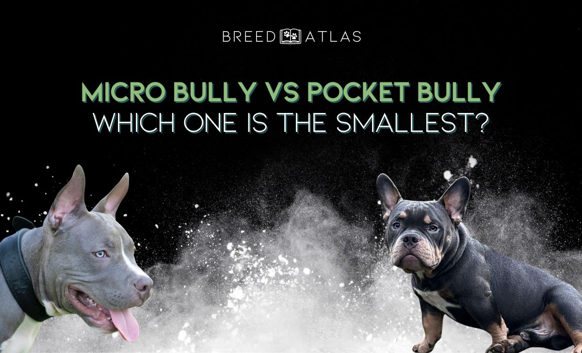 micro bully vs pocket bully