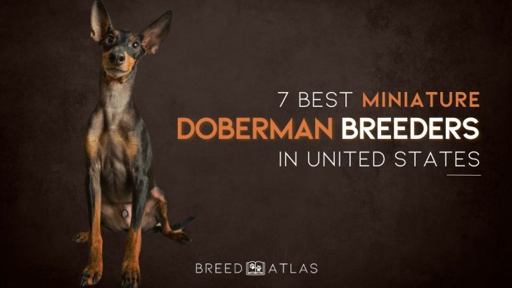 7 Best Miniature Doberman Pinscher Breeders In United States