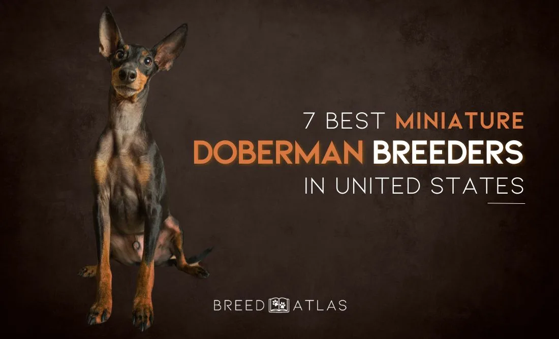 miniature doberman breeders united states