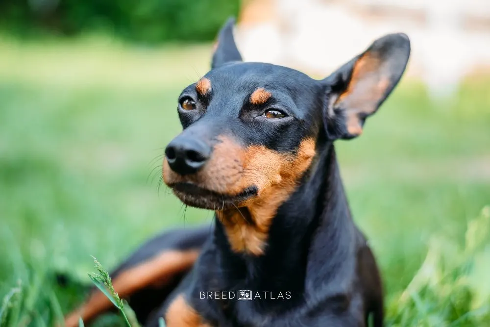 miniature doberman