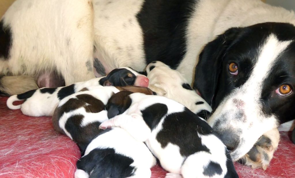 mother dog and puppies suckling