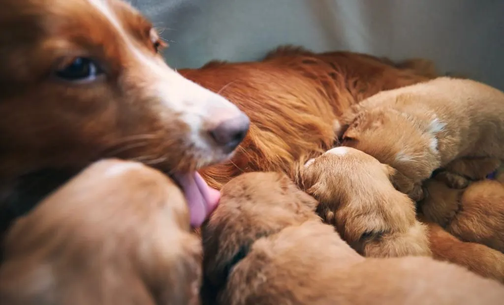 mother dog with her puppies