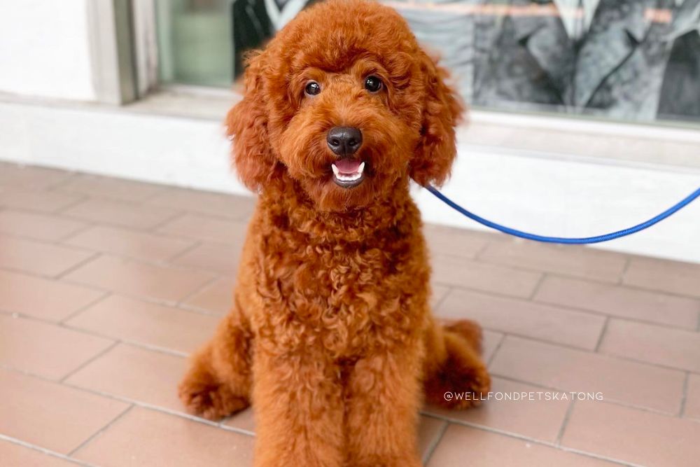 5 Poodle Sizes And Their Unique Traits 5 Poodle Sizes And Their Unique Traits